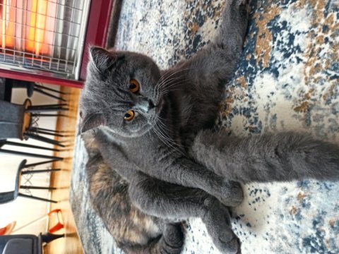 11 aylık erkek british shorthair sahiplendirme