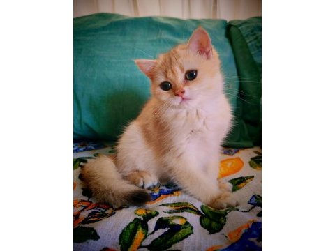 British shorthair ny 12 dişi
