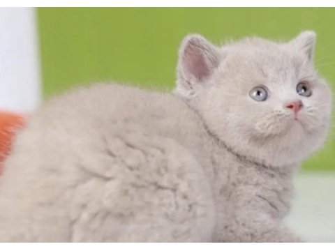British shorthair kedisi için ulaşın