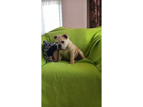 Orijinal ırk english bulldog yavrumuz