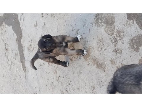 Karabaş kurtboğan ırkı