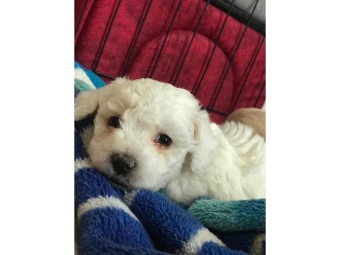 Kalite f1 maltipoo yavrular anne altından