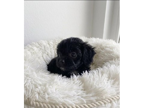 Black maltipoo