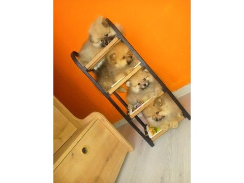 İzmir'de uygun pomeranian boo yavrular