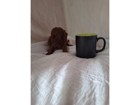 Üreticisinden son 1 adet erkek toy poodle