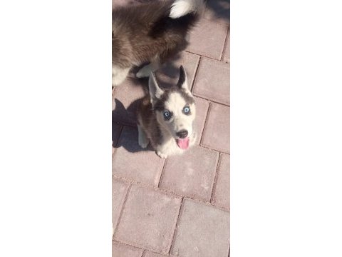 Sibirya kurdu husky