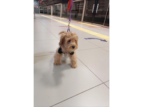 Yavru maltipoo oyuncu güzeller güzeli