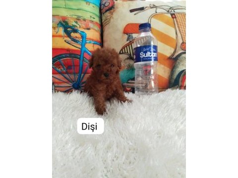 Kore ırk ve saglık garantılı poodle