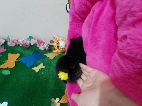Pomeranian bebişler