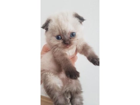 Kaliteli sağlıklı scottish fold yavrular