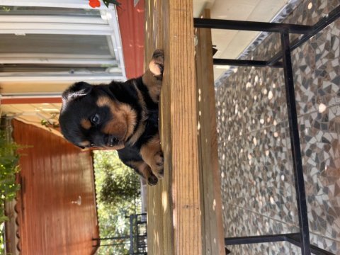 Koca kafa rottweiler yavruları