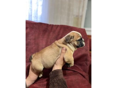 Üst kalite ingiliz bulldog bebekler
