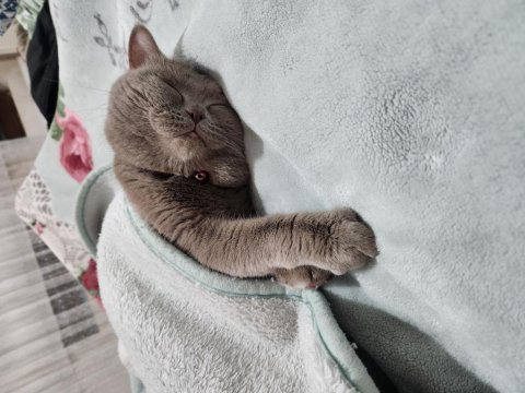 British shorthair kedimiz çok uyumlu