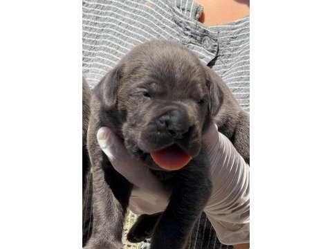 Cane corsa alan koruma köpeği yavruları 