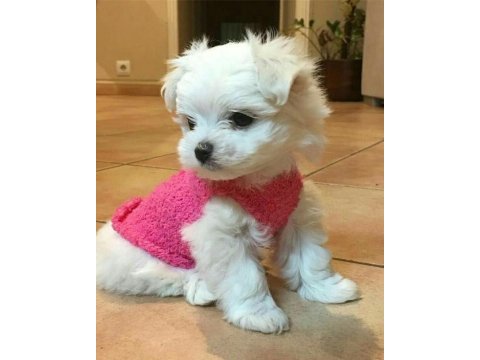 Maltese terrier yavrularımız aynı gün teslimat
