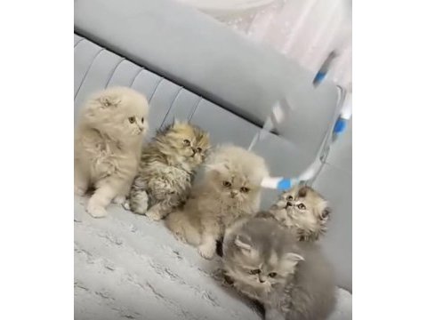 A kalite çok güzel golden british longhair bebekler