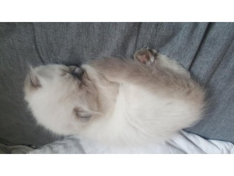 Scottish fold longhair erkek