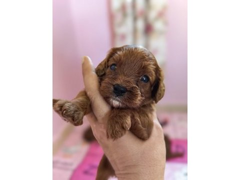 Toy poodle ayarında cavapo erkek bebekler