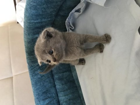1 aylık yavru scottish fold