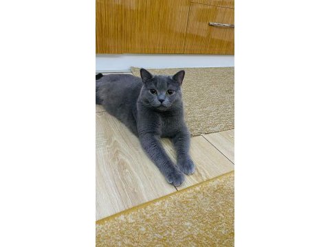2 tane tatlı tatlı kedimiz biri erkek biri dişi