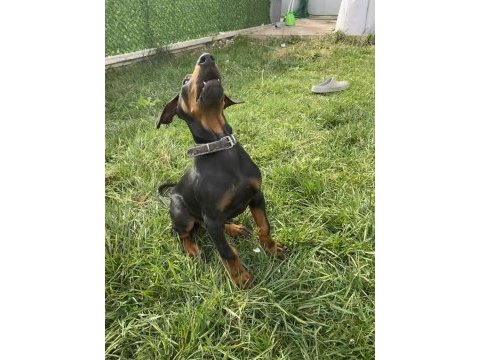Safkan orjinal doberman a kalite