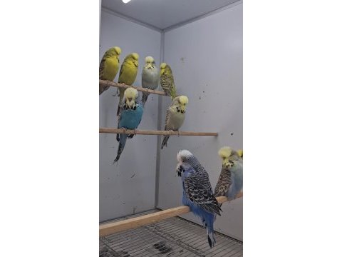 Show jumbo muhabbet kuşları