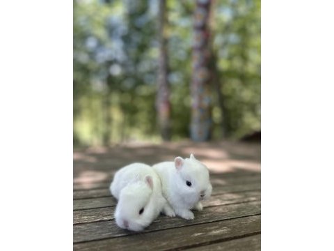 Netherland dwarf cüce tavşan
