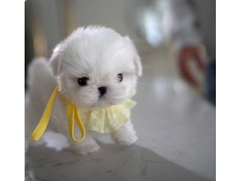 Maltese kore teacup kızım ayra max (2 kg )