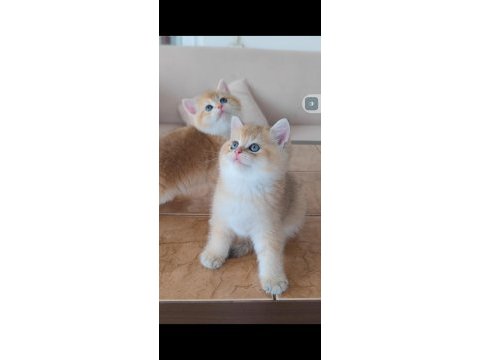 British shorthair kedileri