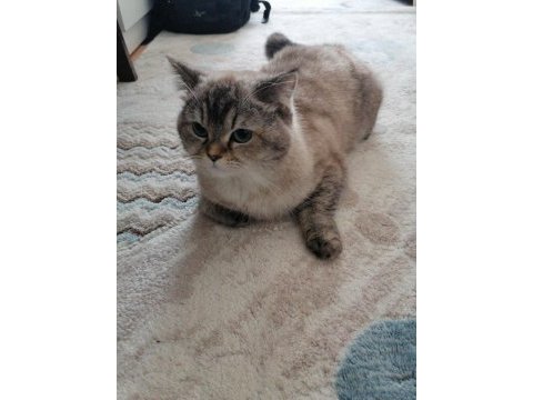 2 yaşında dişi british shorthair