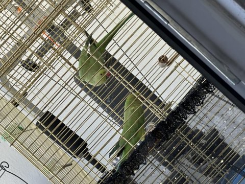 Çift pakistan papağanı kafes ile verilecek