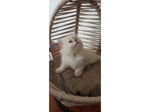 British longhair saf kan yavru