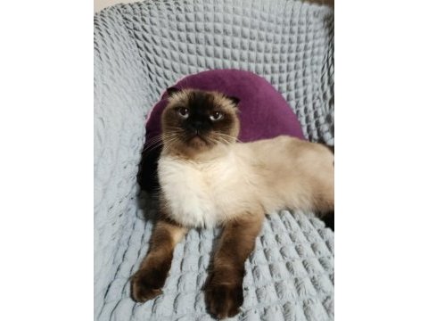 Sahiplendirme kedimiz aşı ve kimliği mevcut sıcak kanlıdır