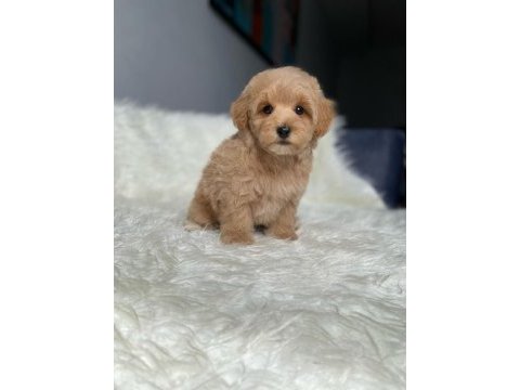 Orijinal toy boyut f1 maltipoo