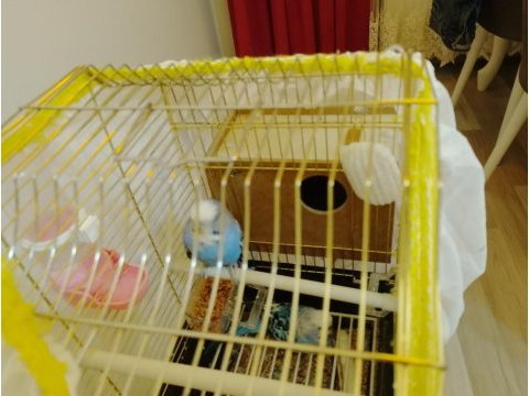 Yeni eş almış muhabbet kuşlar
