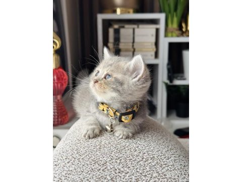 British shorthair blue golden yavrular