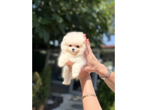 Pomeranian boo dişi köpeğimiz
