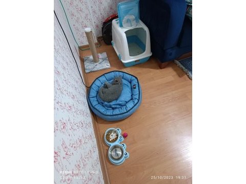 2 aylık british shorthair