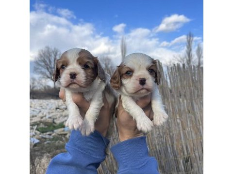Bebek surat cavalier king charles yavrular