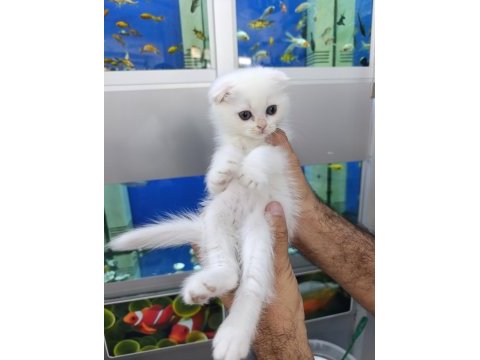 55 günlük son 4 yavru scottish fold