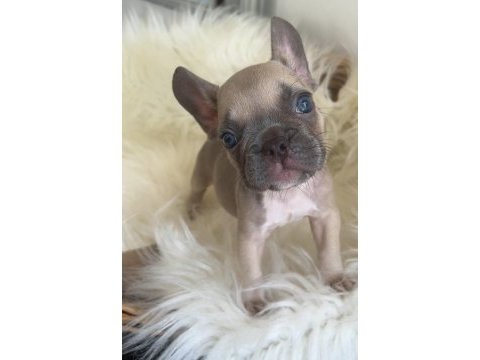 Exotic renk french bulldog yavrularım