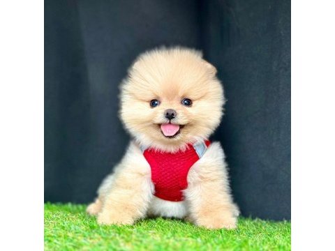 Safkan pomeranian boo bebekler