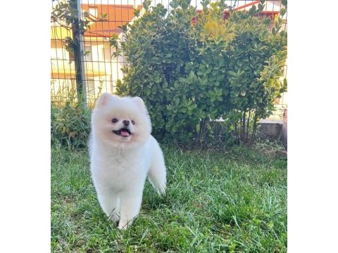 Orjinal pomeranian boo kar beyaz erkek