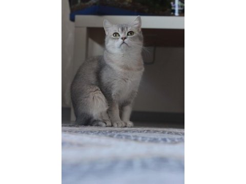 Bri sh ny aria mango british shorthair