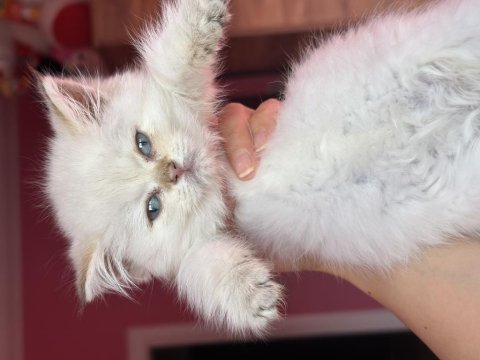 British golden shorthair by1133