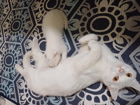 British shorthair kızımız