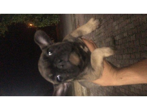 2.5 aylık çok uygun fiyata verilecek french bulldog