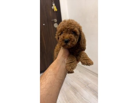 Evinizin neşesi poodle bebekler