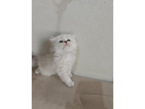 British longhair silver pointler