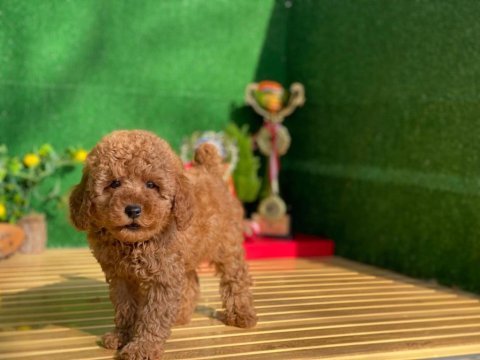 Toy poodle yavruları